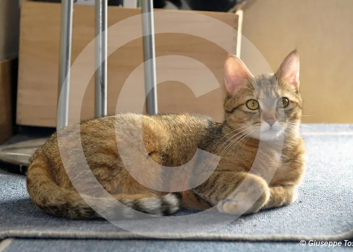 A.A.A. Armonie B&BAlbergo